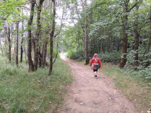 forrest along the Meander River
